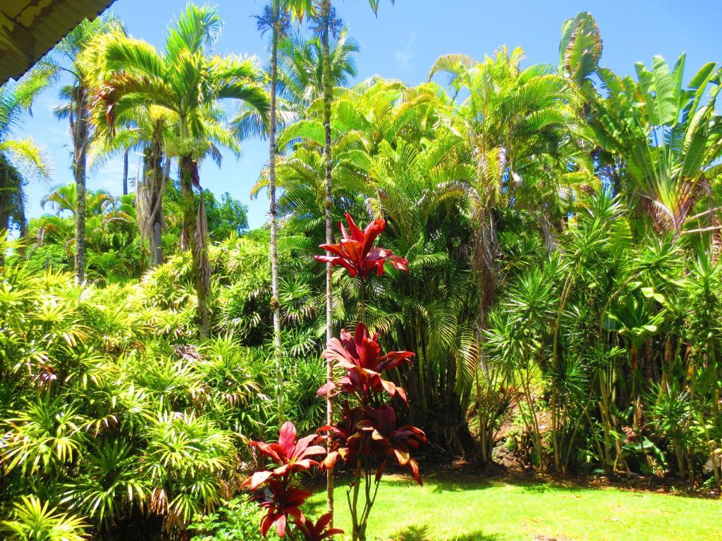 Maureen'S Bed And Breakfast Hilo Exterior foto